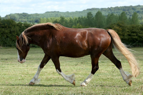 Les Herbages de Beauvais