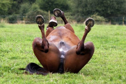 Les Herbages de Beauvais