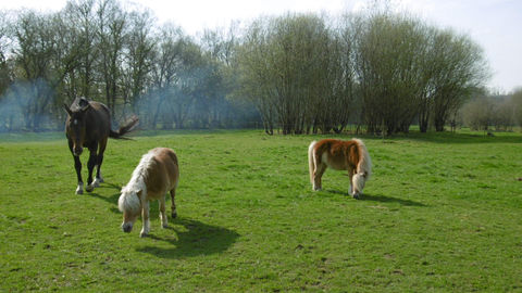Les Herbages de Beauvais