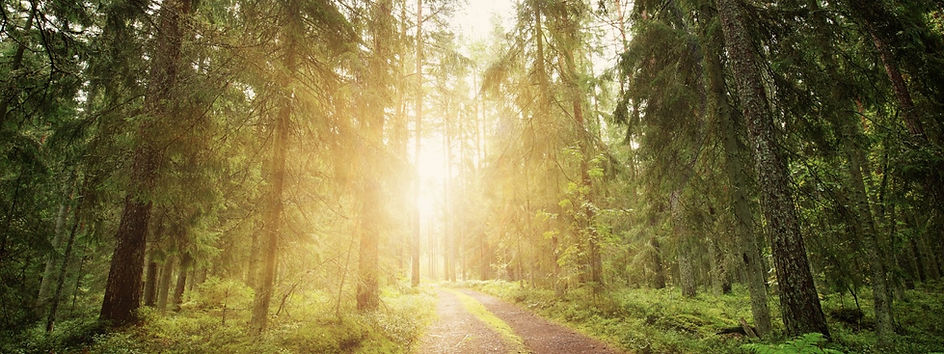 bandeau fin page accueil.jpg