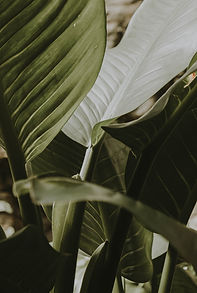 liubov-ilchuk-xHfWl35OOsg-unsplash.jpg