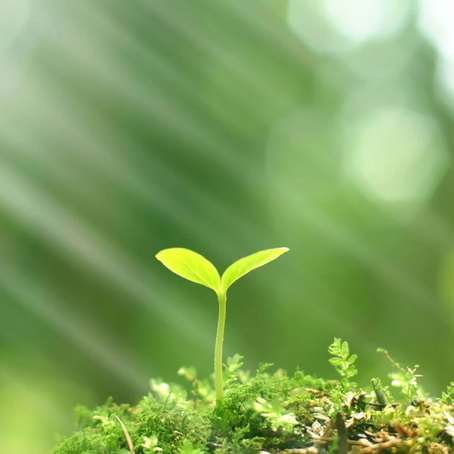 En el Día del Medioambiente: organizaciones sociales recalcan urgencia de firmar Acuerdo de Escazú
