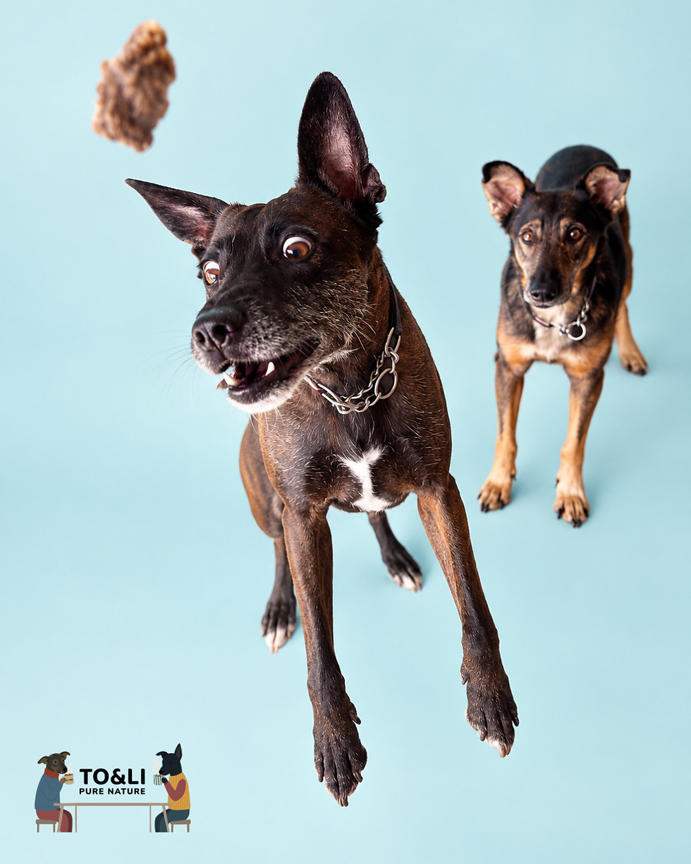 Como escolher snacks para cães com estômago sensível ou alergias