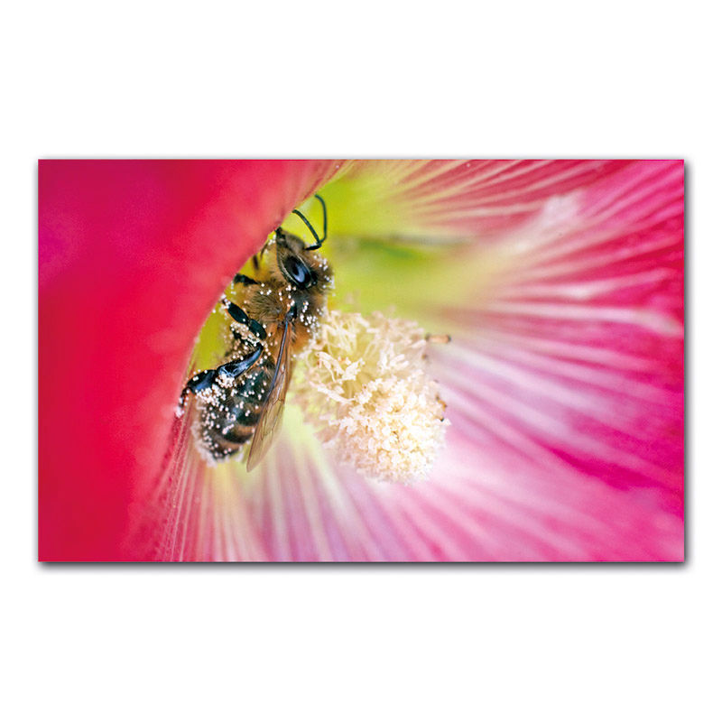 Miniaturbild: WUNDERWELT Schweizer Wiesen