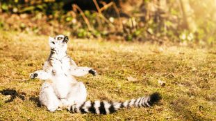 Join me this week for Animal Reiki Meditation, Contemplation and Healing