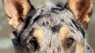 Viewing Reiki Through the Eyes of Animals