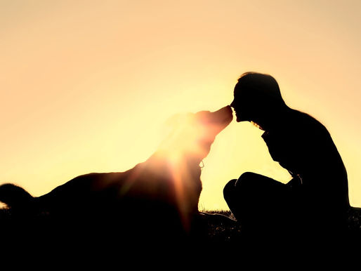 15 ways to honor our dearly departed animals