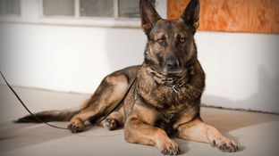 How to help military dogs