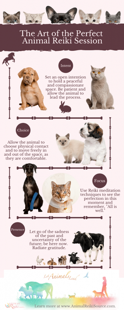 Perfect Animal Reiki Session Infographic