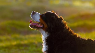 Help animals with these 10 inspiring new year’s resolutions