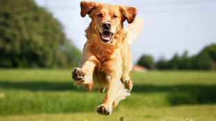 5 mindfulness lessons from our animals