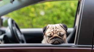 Distracting Thoughts and Animal Reiki Meditation