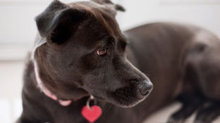 5 books to warm a dog lover’s heart