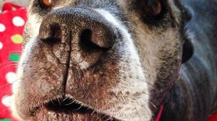 The winner of the World’s Most Adorable Reiki Animal is …