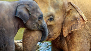 This elephant news will make you cry with joy