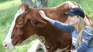 Animal Teachers and Healers: Listening to Animal Wisdom