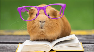 What You’ll Learn in Levels 1, 2 and 3 Animal Reiki Training