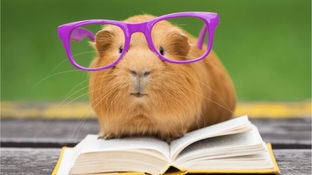What You’ll Learn in Levels 1, 2 and 3 Animal Reiki Training