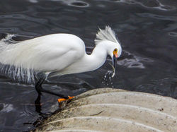 Snowy egret