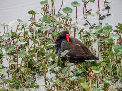 Common gallinule