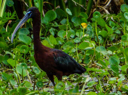 Glossy ibis