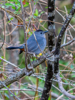 Blue-gray gnatcatcher