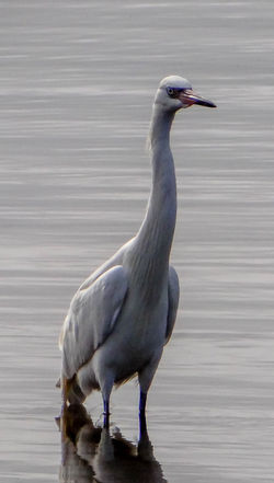 Great egret
