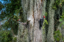 Pileated woodpecker