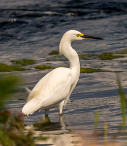 Snowy egret