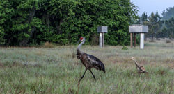 Sandhill crane
