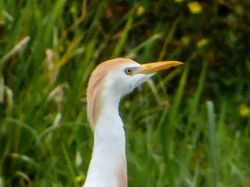 Cattle egret