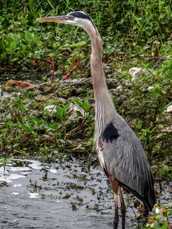 Great blue heron