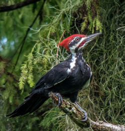 Pileated woodpecker