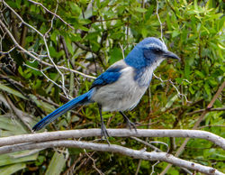 Florida scrub jay