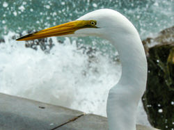 Great egret
