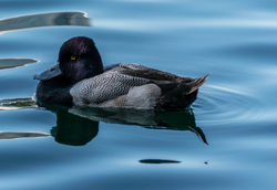 Greater Scaup