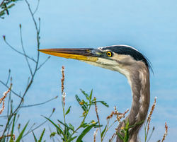 Great blue heron