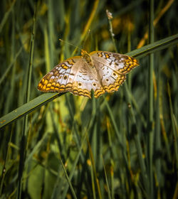 Orlando Wetlands Park