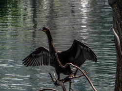 Cormorant