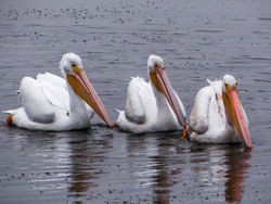American White Pelicans