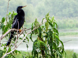 Anhinga