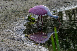 Roseate spoonbill