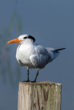 Royal tern