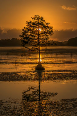 Orlando Wetlands