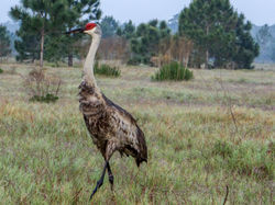 Sandhill crane