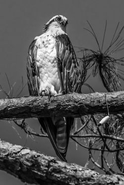 Osprey