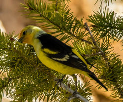 Western tanager