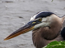 Great blue heron