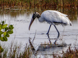 Wood stork