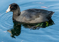 American coot